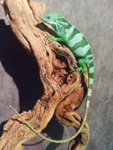 Fidschi Leguan male